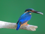 Eisvogel-III-1